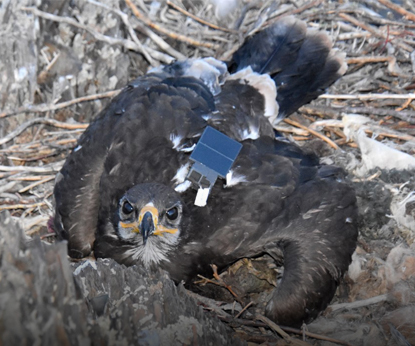 Protecting the Steppe Eagle: Results of the 2023 Season