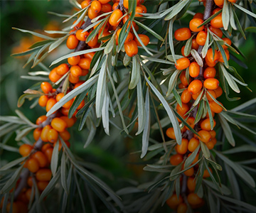 Gifts of Siberia: Sea-Buckthorn