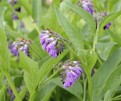 Gifts of Siberia: Comfrey