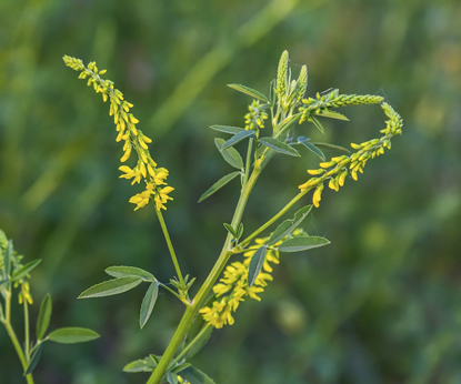 Gifts of Siberia: Melilot